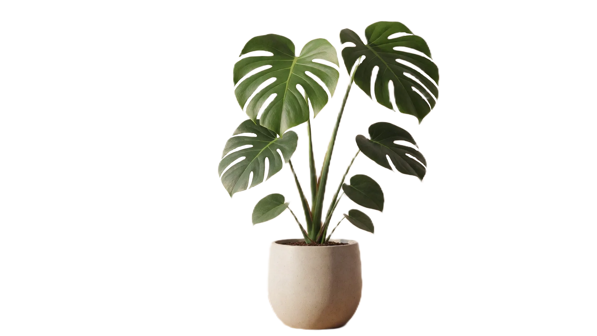 Cutout of Plant with a transparent background